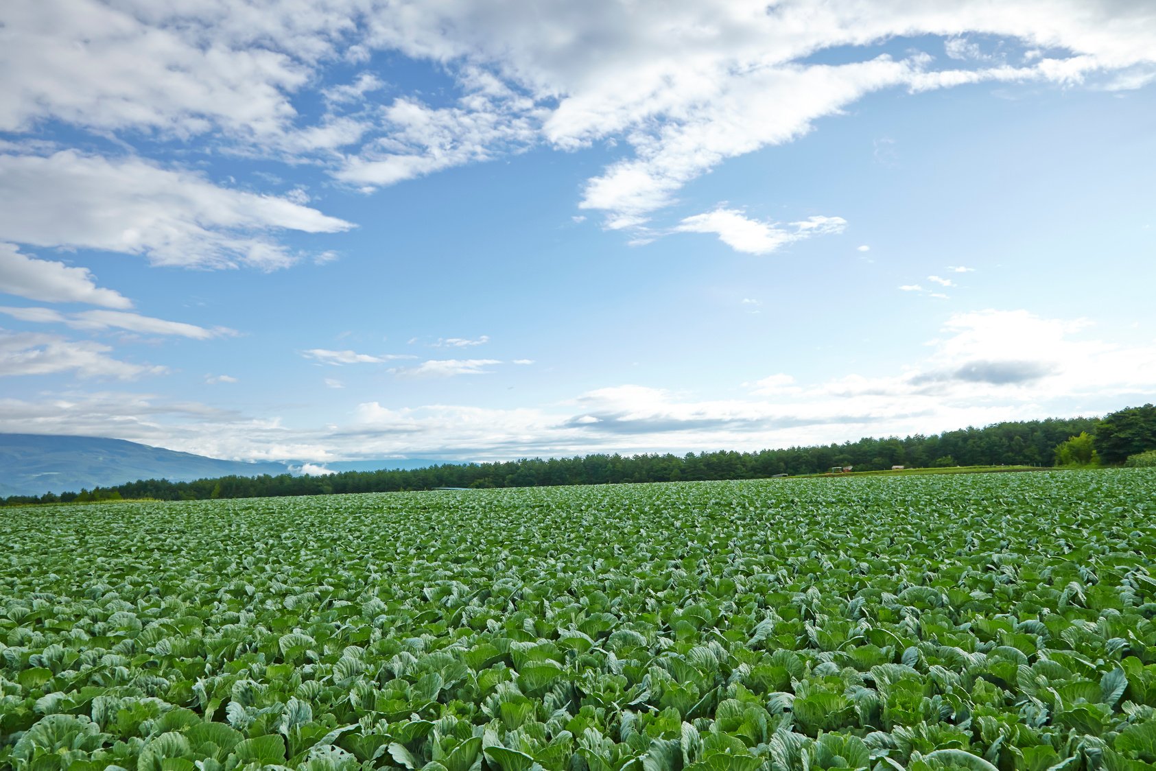 Cabbage field